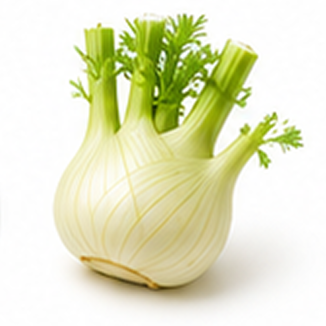 Fennel